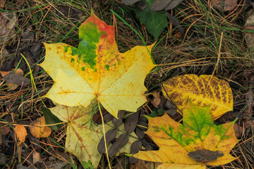 Foliage of a bush in beautiful yellow, orange and red autumn colors. Autumn leaves photographed in Helsinki, Finland.