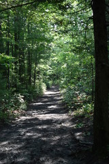 Obraz premium path in the forest