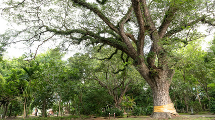 Big trees in Chet Yot Temple, Chiang Mai Province, Thailand
