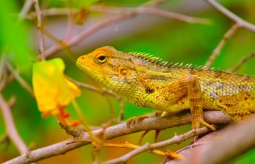 Garden lizard