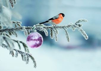 beautiful postcard with a red bullfinch bird sitting on a spruce branch covered with frost and...