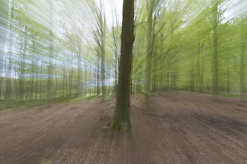 Abstract Beech Woods