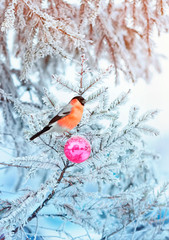 beautiful card with the red bird bullfinch sitting on a spruce branch covered with frost glass and...