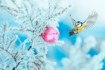 new year holiday postcard with a bird lazorevka flies spreading feathers and wings at the glass blue ball on the branch of a spruce tree in the winter snow Park