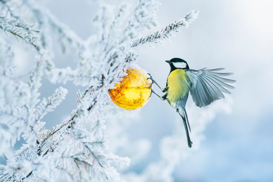 beautiful postcard with bird tit flying have glass Golden festive globe hanging on branch Christmas tree winter in Park