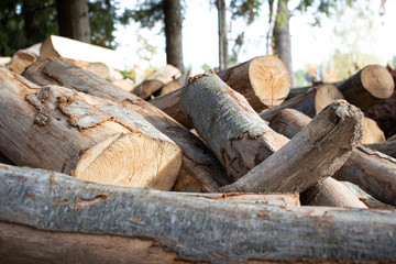 Tree logs pile forest wood carpentry