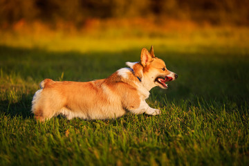 portrait funny cute Corgi dog puppy runs on Sunny meadow on green grass with long tongue sticking out pretty