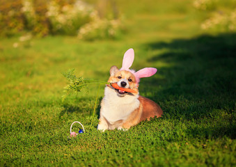 portrait of cute puppy dog red Corgi lying on the green grass in the ears of Easter Bunny and nibbles a carrot on a Sunny spring day