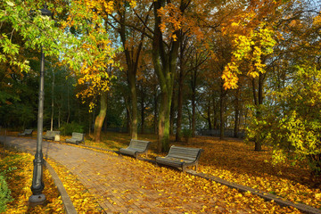 Park with bench on alley in autumn