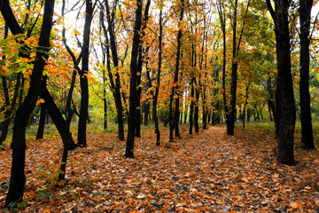Autumn landscape in the forest
