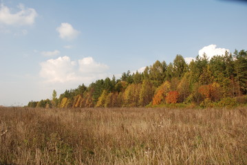 Fototapeta premium wonderful nature wilting