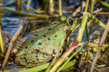 Grenouille vert du québec