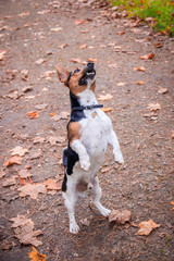 Dog Jack Russell Terrier for a walk in the park. Home pet. Dog walking in the park. Autumn Park.