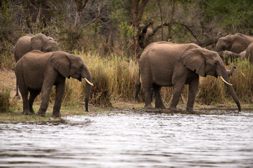 Fototapeta premium Eléphant d'Afrique, loxodonta africana, African elephant, Parc national Kruger, Afrique du Sud