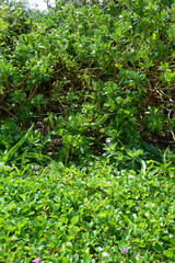 南国沖縄のクサトベラとグンバイヒルガオ