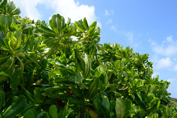 Obraz premium 南国沖縄のクサトベラの葉