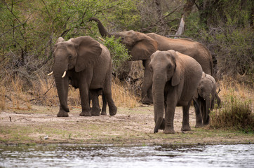 Obraz premium Słoń afrykański, loxodonta africana, słoń afrykański, Park Narodowy Krugera, RPA