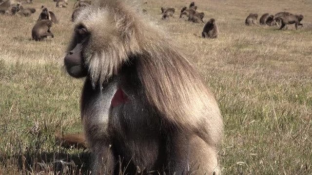 A flock of baboons monkeys on a plateau in Ethiopia.
