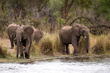 Fototapeta premium Eléphant d'Afrique, loxodonta africana, African elephant, Parc national Kruger, Afrique du Sud