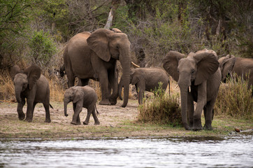 Fototapeta premium Eléphant d'Afrique, loxodonta africana, African elephant, Parc national Kruger, Afrique du Sud