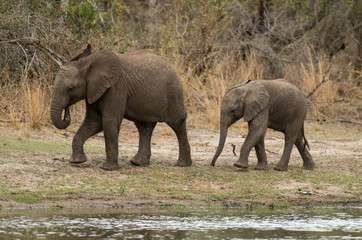 Fototapeta premium Eléphant d'Afrique, loxodonta africana, African elephant, Parc national Kruger, Afrique du Sud