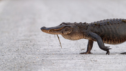 Naklejka premium A large American Alligator crossing the road.