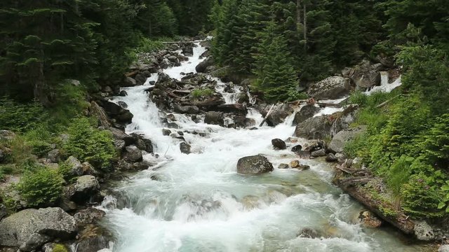 Amazing caucasus landscape. Mountain river rapidly flows over stones and fallen trees in the fir forest