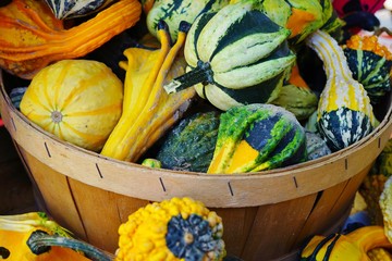 Colorful orange and green decorative pumpkins and gourds in the fall