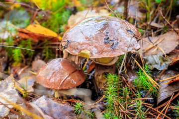 Frozen mushrooms in the forest. The end of the mushroom season. Edible mushrooms. The first frost. Mushroom and frost. Frozen mushroom.