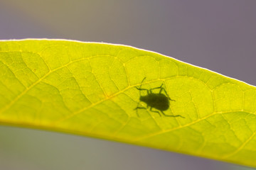 Silhouette eines Käfers oder einer Blattwanze zeigt den kleinen Krabbler beim Verstecken unter...