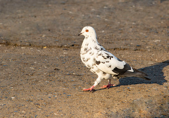Spotted pigeon walking on asphalt
