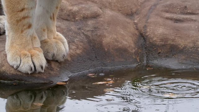 Siberian tiger drinking water