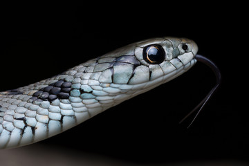 Mediterranean grass snake (Natrix astreptophora)