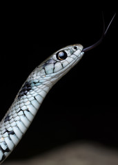 Mediterranean grass snake (Natrix astreptophora)