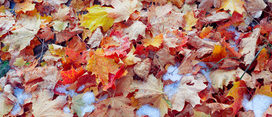 background of yellow autumn leaves in snow