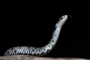 Mediterranean grass snake (Natrix astreptophora)