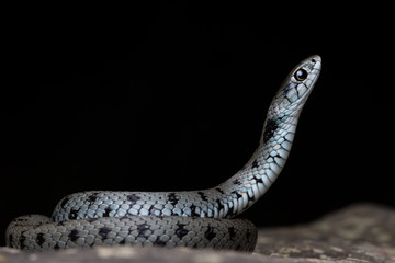 Mediterranean grass snake (Natrix astreptophora)