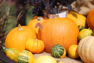 かぼちゃ（ハロウィンイメージ）