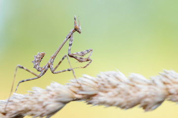 conehead mantis (Empusa pennata) ninfa 