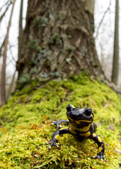 Fire salamander (Salamandra salamandra) wide angle shot