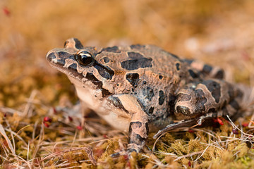 Mediterranean painted frog (Discoglossus pictus)
