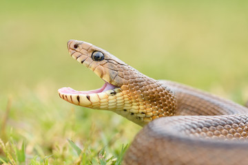 Ladder snake (Zamenis scalaris) hungry