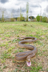 Ladder snake (Zamenis scalaris) wide angle