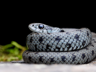 Mediterranean grass snake (Natrix astreptophora)