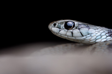 Mediterranean grass snake (Natrix astreptophora)