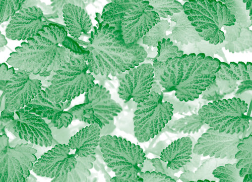 Seamless green pattern on white background. Green leaves.