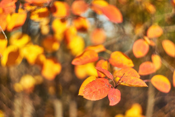 Autumn leaves on the sun.