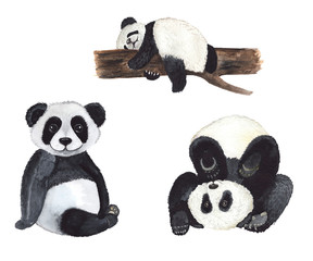 Watercolor tropical pandas on a white background handpainted