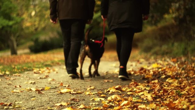 Couple is walking the dog in a beautiful autumn park
