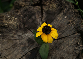 Beautiful yellow flower on a stump. Old stump with a tree rings and  flowers on it. Flowers on a wooden surface. Close-up. Macro.